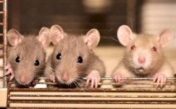 Belum Usai Corona Muncul Virus Hanta, Begini Cara Menangkalnya