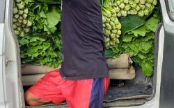 Impor Sayuran Indonesia ke China Meningkat Empat Kali Lipat 