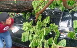Akibat Angin Kencang, Pohon Tumbang Menimpa Mobil di Gowa