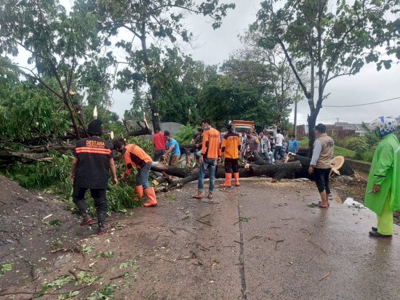 Tim Gerak Cepat Pemkab Gowa Atasi Pohon Tumbang Akibat Cuaca