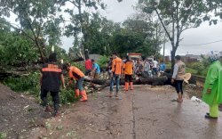 Tim Gerak Cepat Pemkab Gowa Atasi Pohon Tumbang Akibat Cuaca