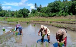 Kelompok Tani Massenrempulu Parepare Sosialisasikan Cocok Tanam di Tengah Pandemi