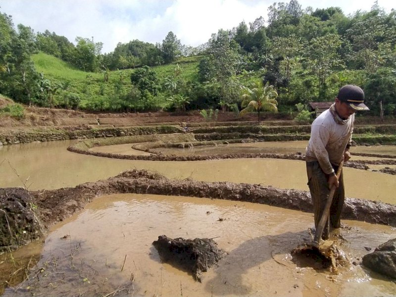 SidrapCetak 1.775 Hektar Sawah Baru, Dukungan Penuh Kementan untuk Perkuat Lumbung Pangan Sulsel