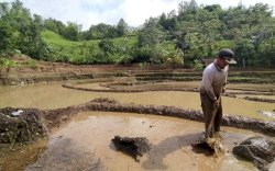 SidrapCetak 1.775 Hektar Sawah Baru, Dukungan Penuh Kementan untuk Perkuat Lumbung Pangan Sulsel