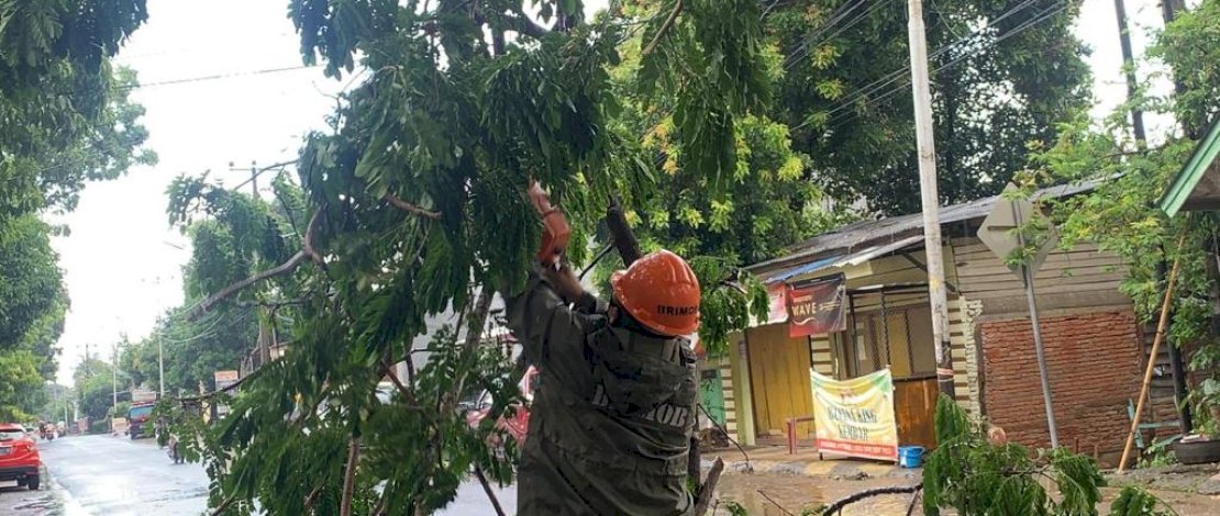 Bahayakan Pengguna Jalan, SAR Brimob Evakuasi Dahan Tumbang di Bone