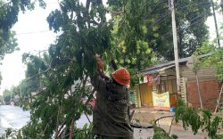 Bahayakan Pengguna Jalan, SAR Brimob Evakuasi Dahan Tumbang di Bone