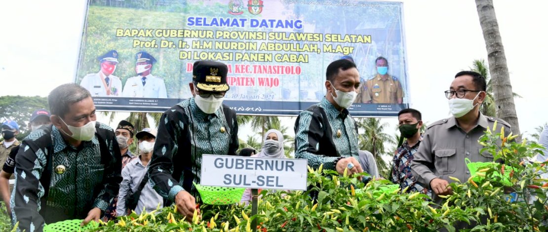 Nurdin Abdullah Ikuti Panen Cabe di Desa Lowa Kabupaten Wajo