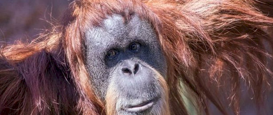 Inji (Kebun binatang Oregon)