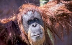 Orangutan Tertua di Dunia Meninggal Tragis pada Usia 61 Tahun