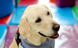 Sekolah di Dubai Pekerjakan Anjing Terapi untuk Kurangi Stres Siswa