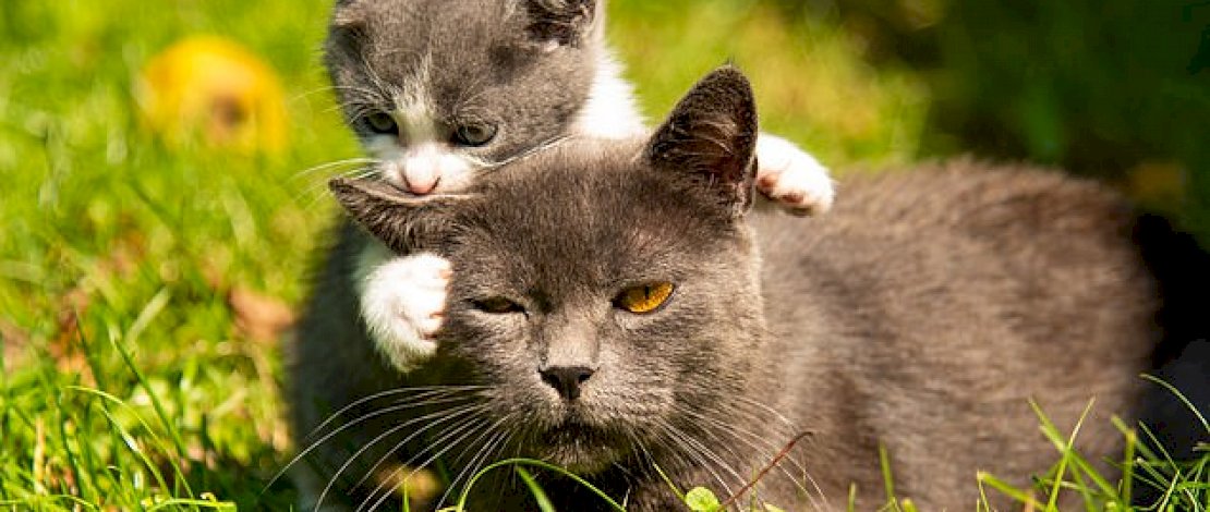 Foto: Shutterstock Foto: Shutterstock