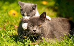 Ingin Adopsi Kucing, Warga di Hongkong Justru Rugi Rp11,7 Miliar