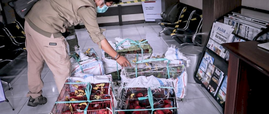 Petugas mengamankan rattan burung nuri, Jumat (29/1/2021).