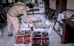  268 Nuri Cantik yang Dilindungi Gagal Masuk Makassar