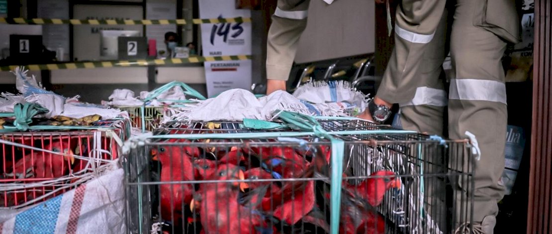 Petugas mengamankan rattan burung nuri, Jumat (29/1/2021).