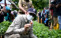Gubernur Sulsel Petik Stroberi Hasil Budidaya Warga Bonto Tallasa Bantaeng