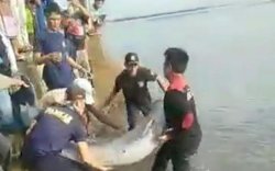 Heboh! Warga Luwu Temukan Lumba-Lumba Terdampar di Sungai Lamunre