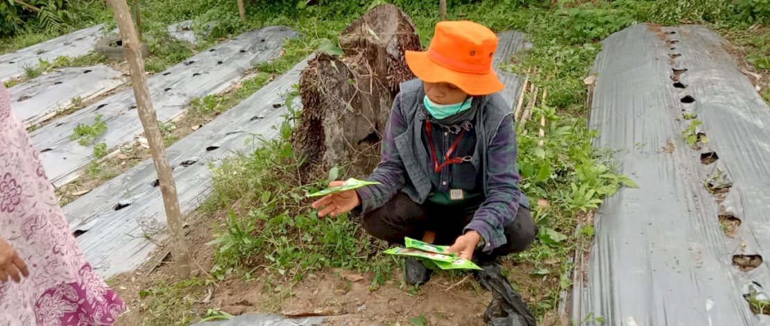 Echa Panrita Lopi (bertopi oranye), membangkitkan semangat para pengungsi korban gempa Sulbar dengan menanam sayuran.