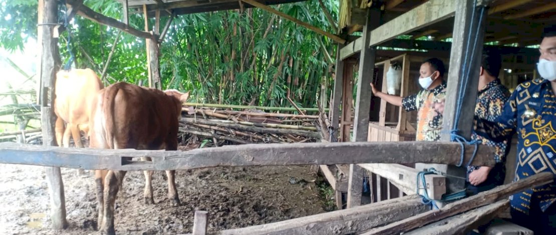 Bupati Jadikan Kecamatan Polut Pusat Pengembangbiakan Sapi di Takalar