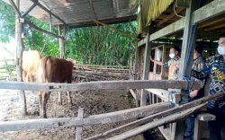 Bupati Jadikan Kecamatan Polut Pusat Pengembangbiakan Sapi di Takalar