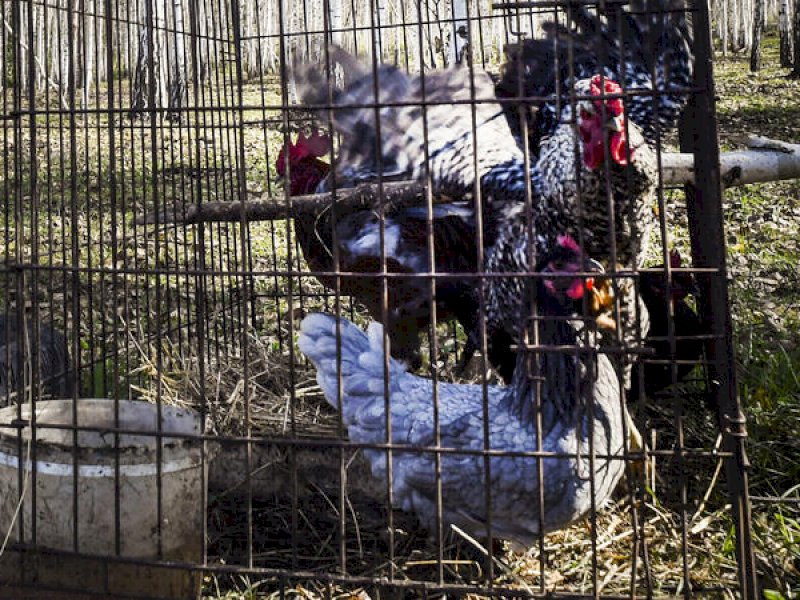  Rusia Deteksi Penularan Pertama Flu Burung H5N8 pada Manusia