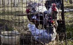  Rusia Deteksi Penularan Pertama Flu Burung H5N8 pada Manusia