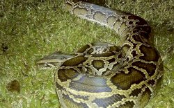 Zat Dalam Ular Piton Dapat Digunakan untuk Membuat Vaksin Covid