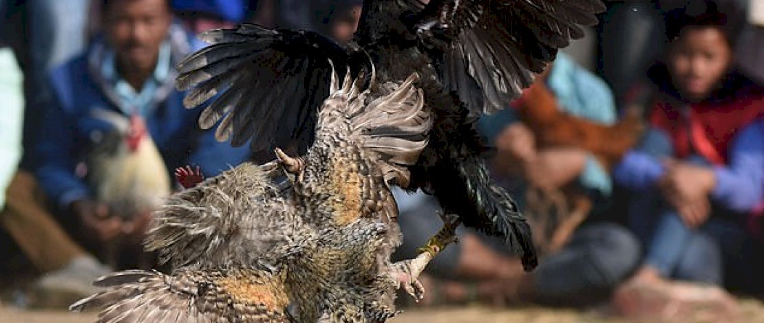 Merasa Terganggu, Turis di Bali Layangkan Petisi Protes Suara Kokok Ayam 