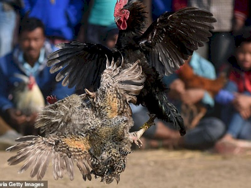 Merasa Terganggu, Turis di Bali Layangkan Petisi Protes Suara Kokok Ayam 