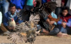 Merasa Terganggu, Turis di Bali Layangkan Petisi Protes Suara Kokok Ayam 