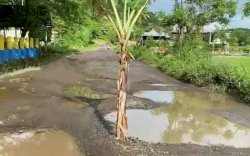 Warga Alitta Tanam Pisang di Tengah Jalan, Kadis PUPR Janji Perbaiki Tahun Ini