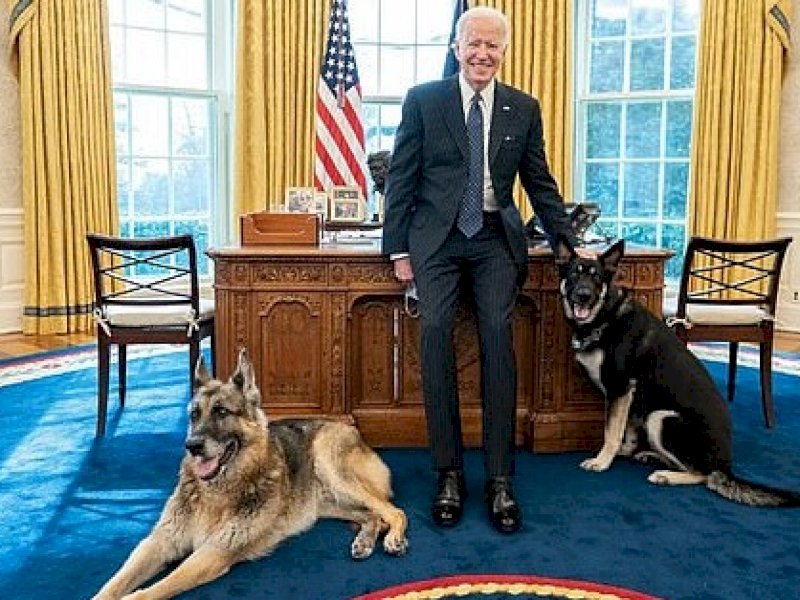 Anjing Joe Biden Disingkirkan dari Gedung Putih Usai Gigit Penjaga Keamanan
