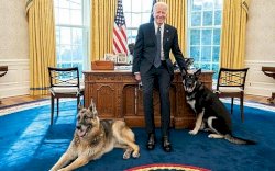 Anjing Joe Biden Disingkirkan dari Gedung Putih Usai Gigit Penjaga Keamanan
