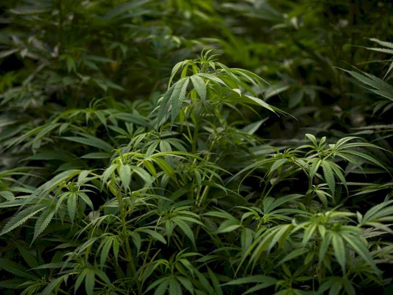 Maroko Negara Muslim Pertama Buka Lab Ganja untuk Medis dan Makanan 