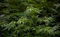 Maroko Negara Muslim Pertama Buka Lab Ganja untuk Medis dan Makanan 