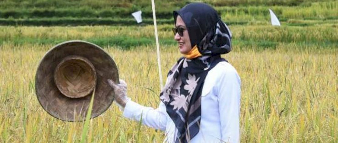 Tahun Ini, 20 Ribu Hektar Lahan Pertanian di Luwu Utara Dilindungi Asuransi Tani Padi