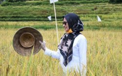 Tahun Ini, 20 Ribu Hektar Lahan Pertanian di Luwu Utara Dilindungi Asuransi Tani Padi