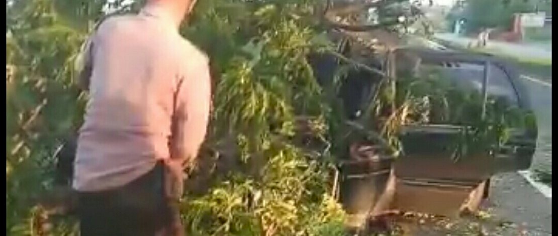 Sebuah pohon tumbang, menimpa sebuah mobil di Balusu, Barru.