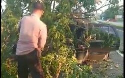 Sebuah Sedan Penyok Tertimpa Pohon di Soppeng, Sopirnya Hanya Lecet