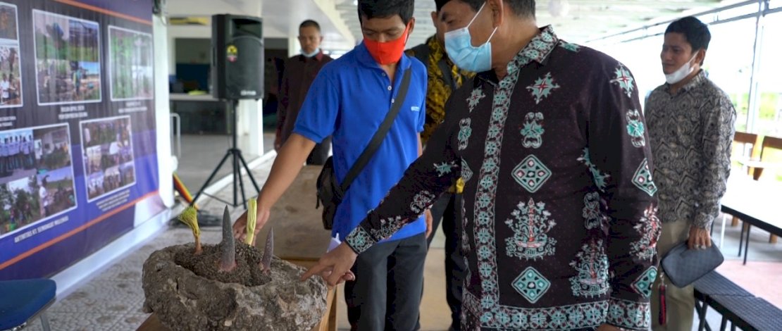 Gubernur Kaltara, Zainal Arifin Paliwang, mengunjungi perkebunan porang di Sidrap.