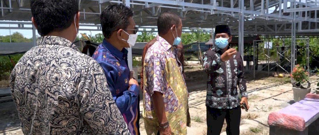 Gubernur Kaltara, Zainal Arifin Paliwang, mengunjungi perkebunan porang di Sidrap.