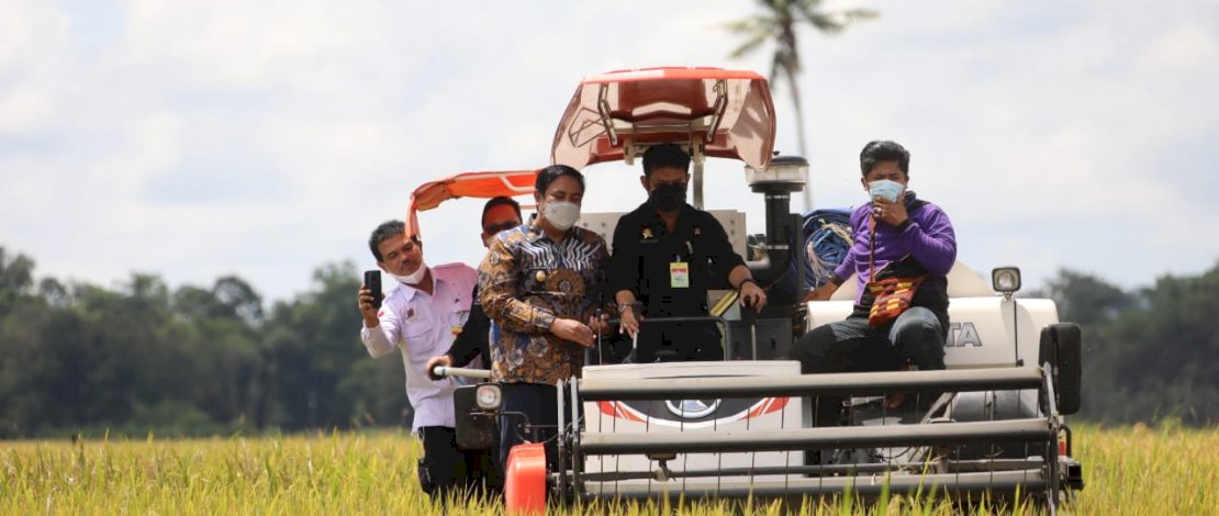 PANEN RAYA. Menteri Pertanian Syahrul Yasin Limpo melakukan panen raya padi di lahan seluas 1.000 hektar (ha) sekaligus melakukan gerakan serap gabah petani, di Desa Je’netaesa, Kecamatan Simbang, Kabupaten Maros, Sabtu, 20 Maret 2021. 