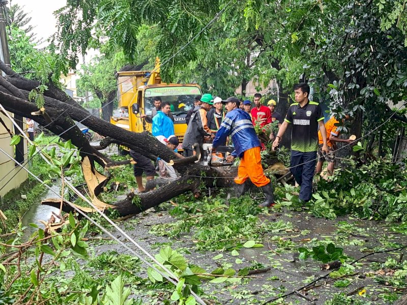 Hati-hati, di Gowa 13 Pohon Tumbang Akibat Hujan Lebat 