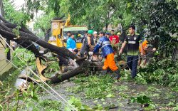 Hati-hati, di Gowa 13 Pohon Tumbang Akibat Hujan Lebat 