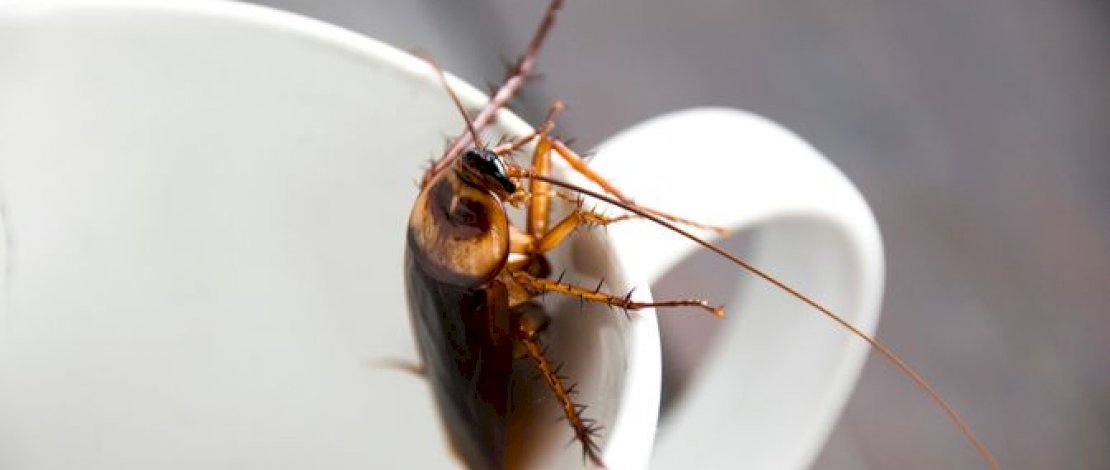 Istri Takut Kecoak, Pasangan ini Sudah Pindah Rumah 18 Kali Dalam 3 Tahun