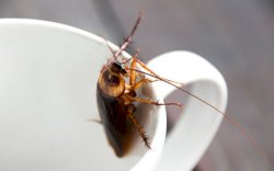 Istri Takut Kecoak, Pasangan ini Sudah Pindah Rumah 18 Kali Dalam 3 Tahun