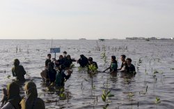 Peringati Hari Bumi Sedunia, IKAB-KIP Unhas Tanam Mangrove di Lantebung