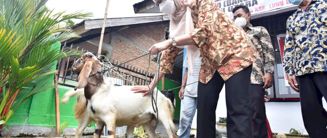 Bupati Luwu Utara, Indah Putri Indriani, menyerahkan bantuan tersebut, Kamis (6/5/2021), di Kantor Desa Lantang Tallang, Masamba.