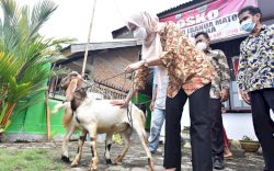 Desa Lantang Tallang Terima 46 Ekor Kambing Program Family Farming