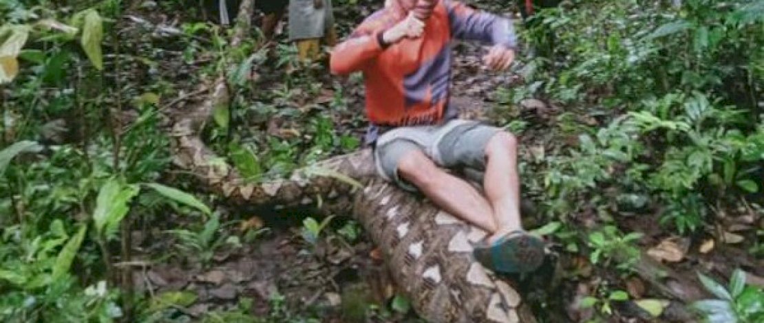 Ular piton di Maros usai menelan anak sapi.